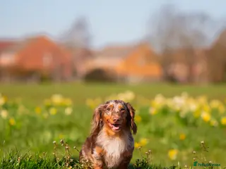 Dachshund dogs Dapple chocolate tan - Advert 8