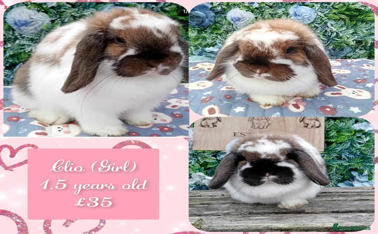 Mini Lop rabbits Beautiful mini lop adults available  - Advert 10