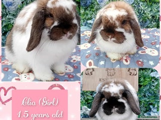 Mini Lop rabbits Beautiful mini lop adults available - Advert 5
