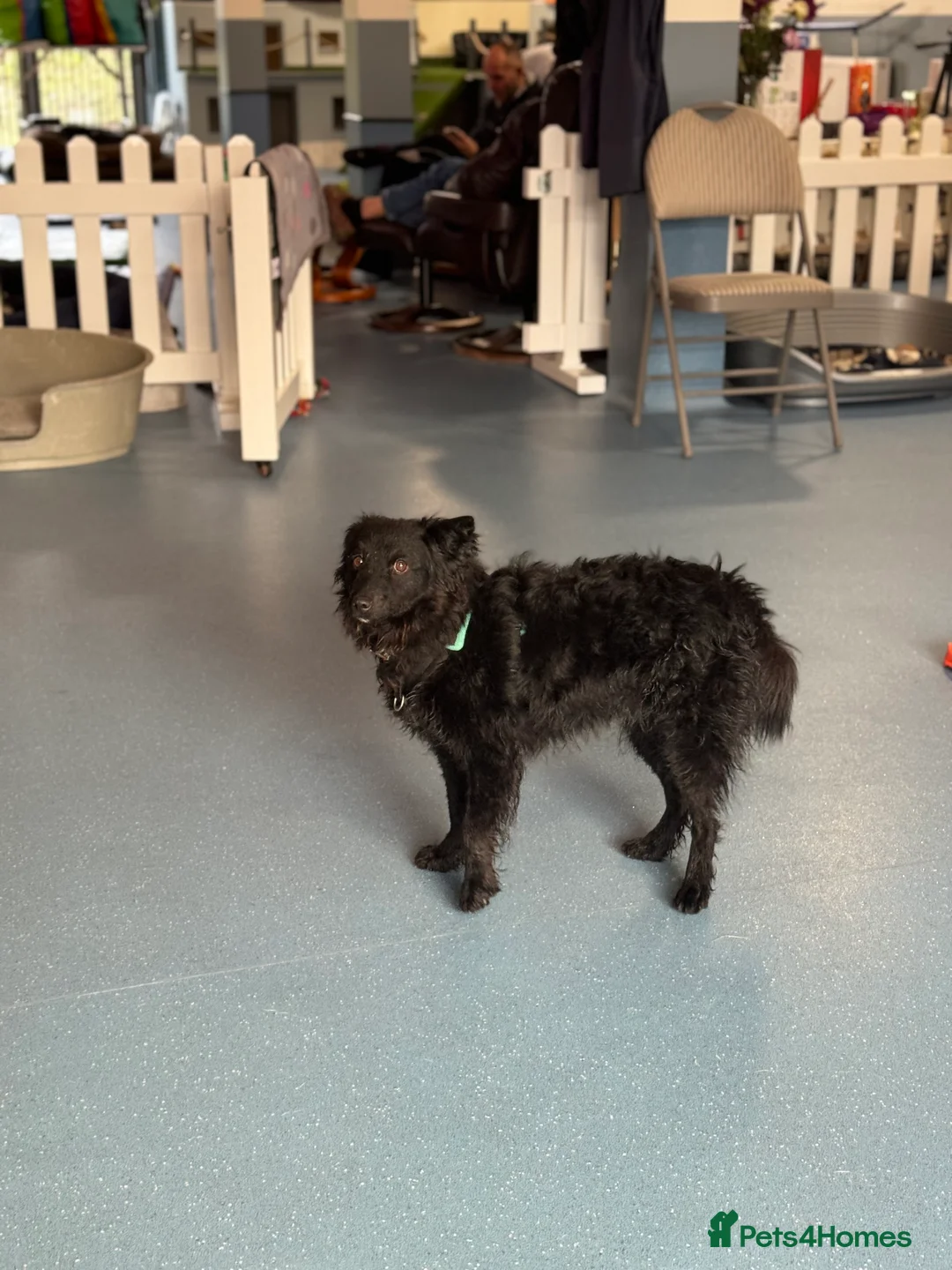 Mixed Breed dogs for adoption: Sweet Diana looking for a home in Salisbury - Advert 14