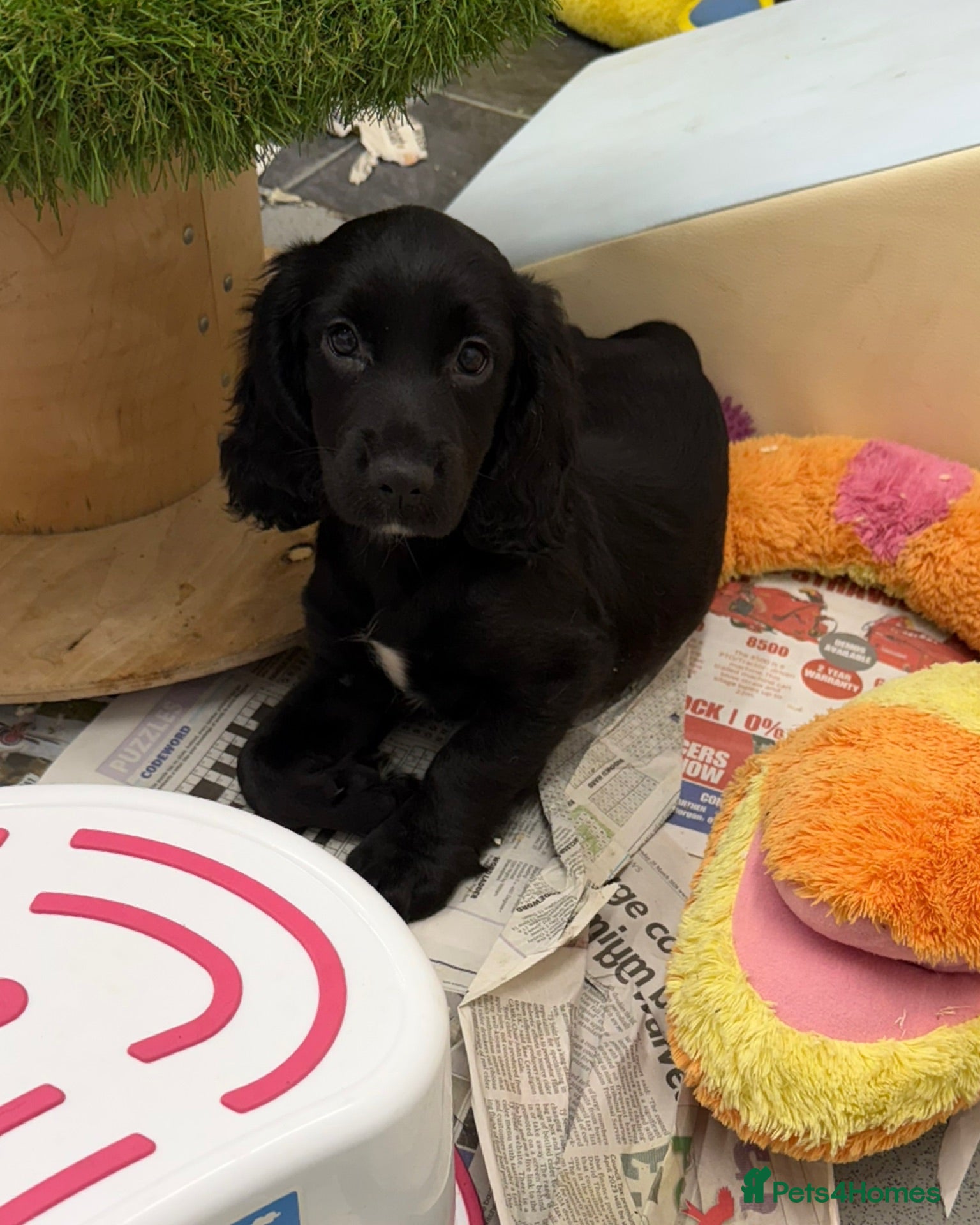 Cocker Spaniel dogs KC Registered Working Cocker Spaniels - Advert 2
