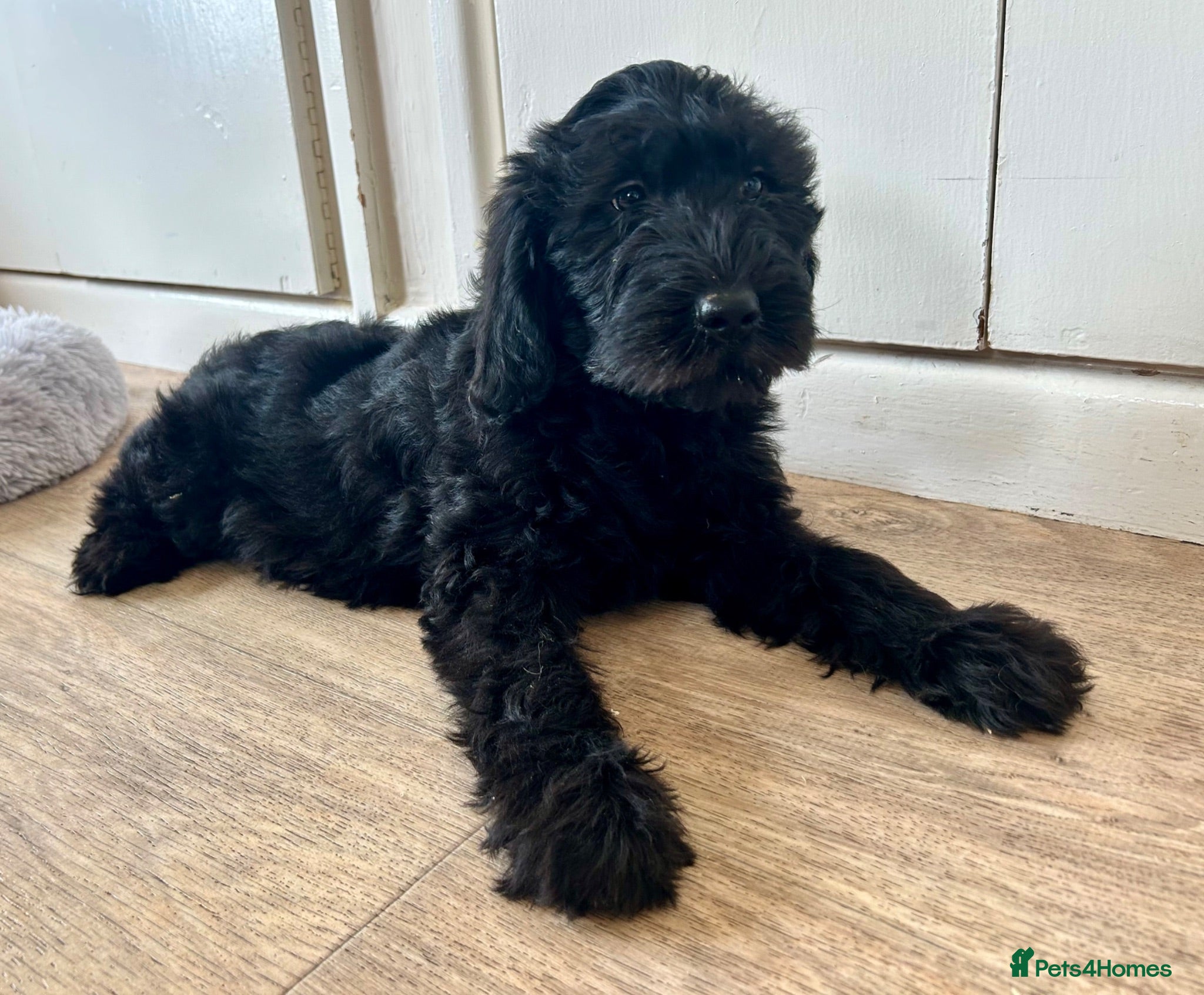 Labradoodle dogs Miniature Labradoodle Puppies *ready now* - Advert 2