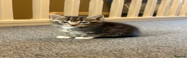Mixed Breed Kitten 2