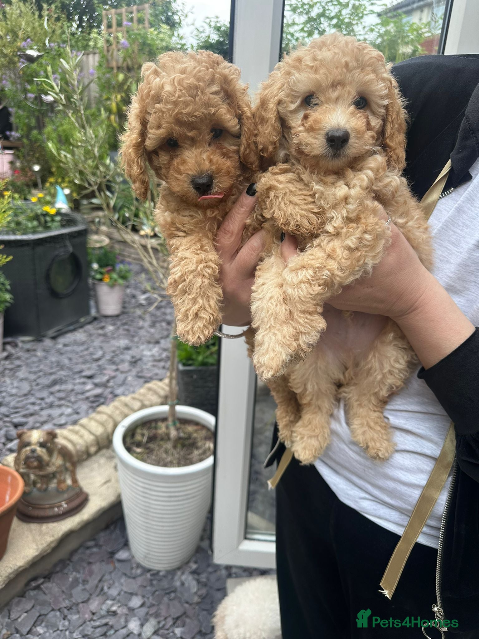 Toy Poodle dogs for sale: Stunning & outstanding KC reg toy poodles  - Advert 1