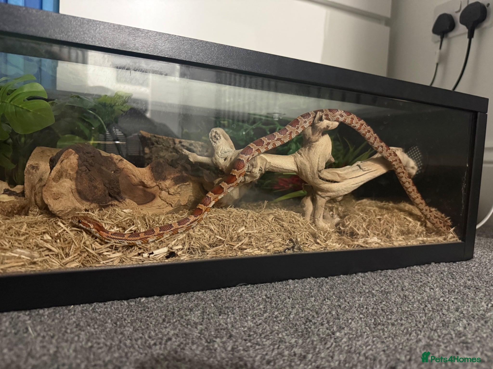 Corn Snake reptiles Female Corn Snake  - Advert 1