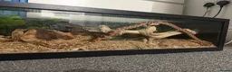 Corn Snake reptiles for sale: Female Corn Snake  in Epsom - Advert 1