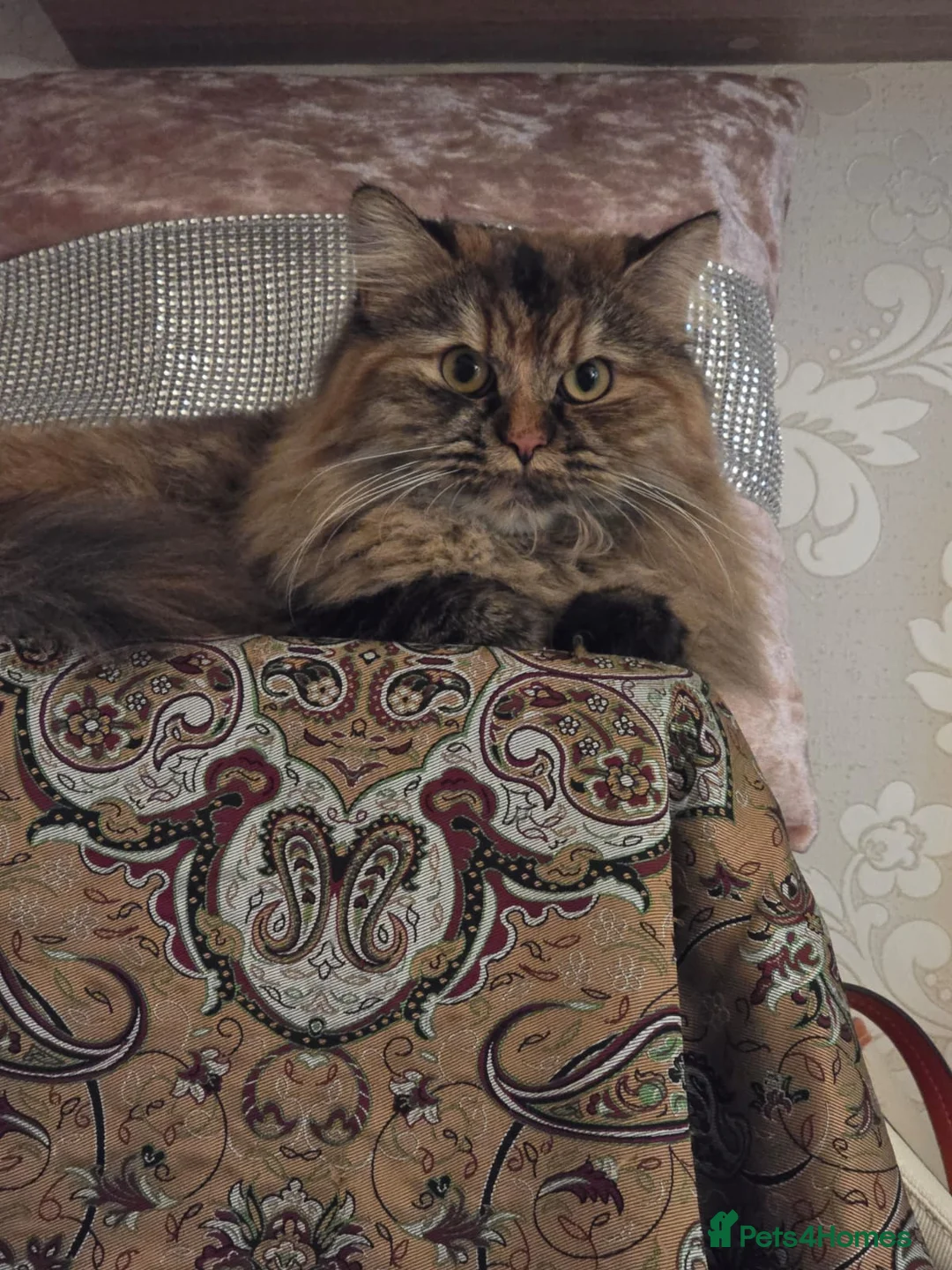 Mixed Breed cats for sale: Cookie & Peanut - half persian tabby girl cats  - Advert 5