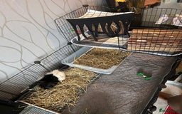 Guinea Pig rodents for sale: 2 male guinea pigs for sale  - Image 5