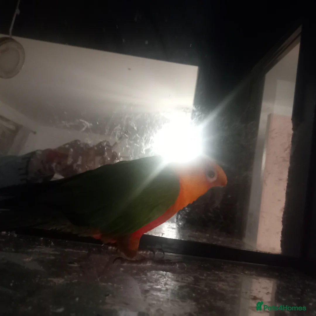 Conures birds for sale: Female concore  - Advert 2
