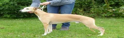 Whippet dogs for sale: 🐾 Quality KC Registered Whippet Puppies 🐾 - Advert 7