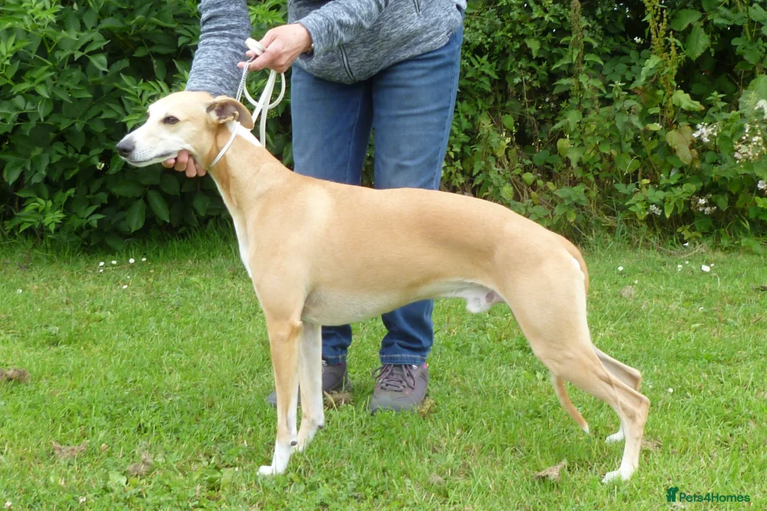 Whippet dogs for sale: 🐾 Quality KC Registered Whippet Puppies 🐾 - Advert 7
