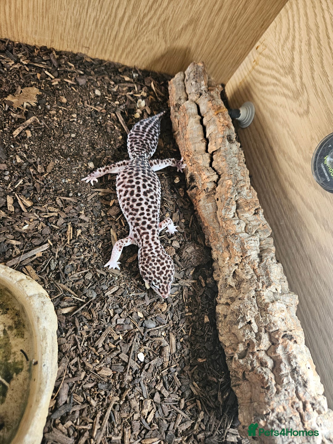 Leopard Gecko reptiles for sale: Leopard gecko - Image 2