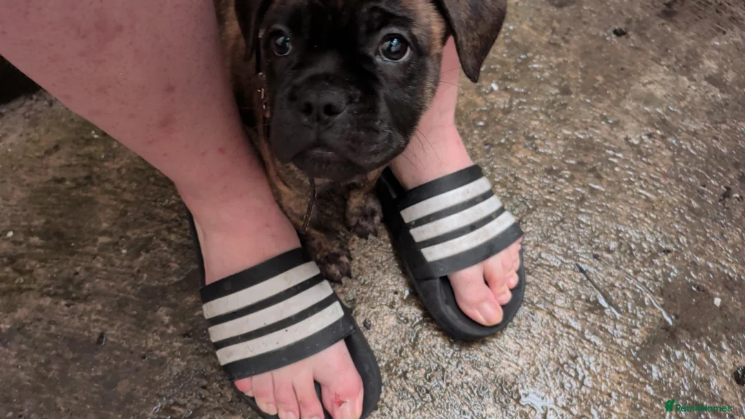 Mixed Breed dogs for sale: Staffy X Frenchie Cross 11 Weeks Old - Advert 2