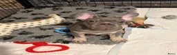 French Bulldog dogs for sale: Male French bulldog puppy  - Advert 4