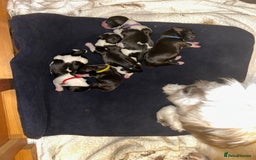 Lhasa Apso dogs for sale: KC registered litter born 9/10 - Image 2