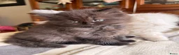 British Longhair cats for sale: Fluffy, short leg, show quality kittens available  - Advert 8