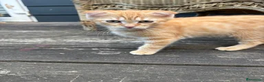 Scottish Fold 2