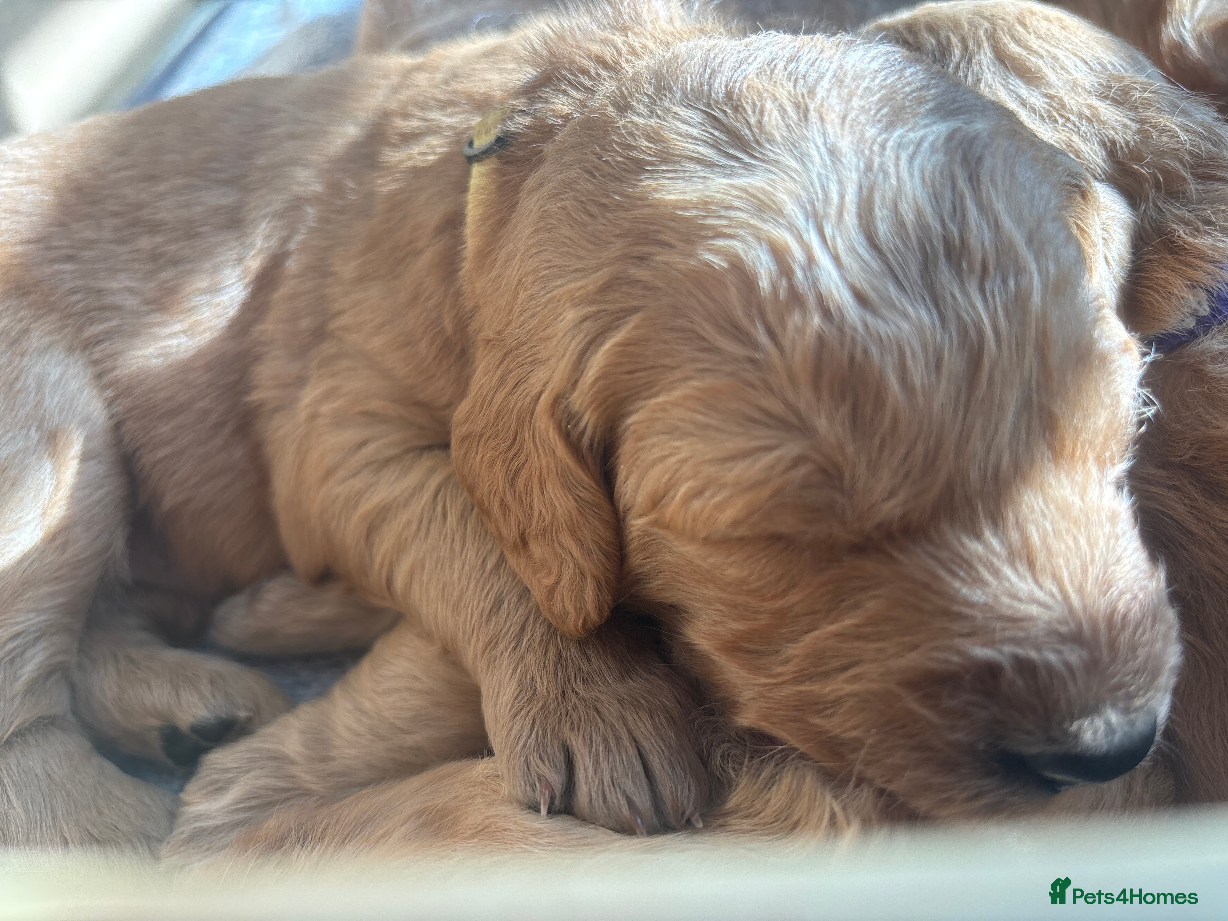 Double Doodle dogs for sale: Beautiful double/golden doodles from family pet - Advert 32