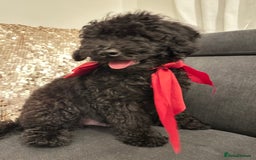 Cockapoo dogs for sale: Cockapoo Puppy – 9 Weeks  - Image 4