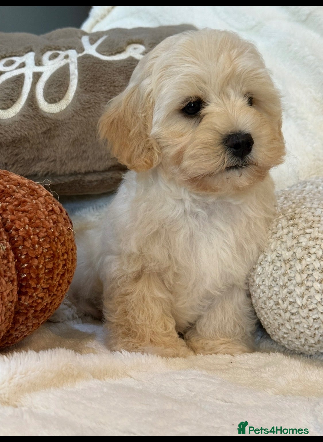 Cavapoochon dogs Ready now Stunning Cavapoochon Boys last 2  - Advert 1