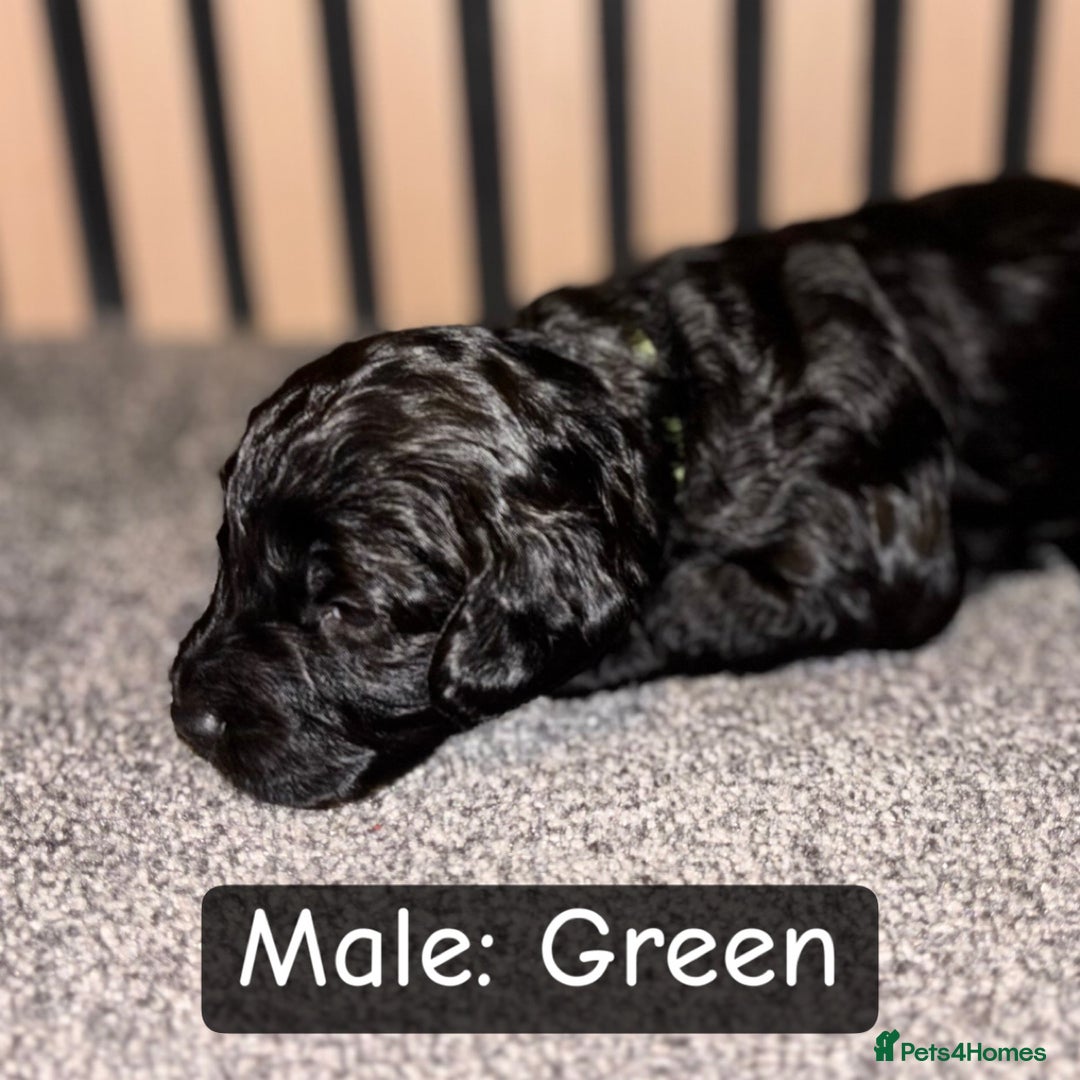 Cockapoo dogs for sale: Beautiful F1B Cockapoo Puppies Available 🐾 - Advert 4