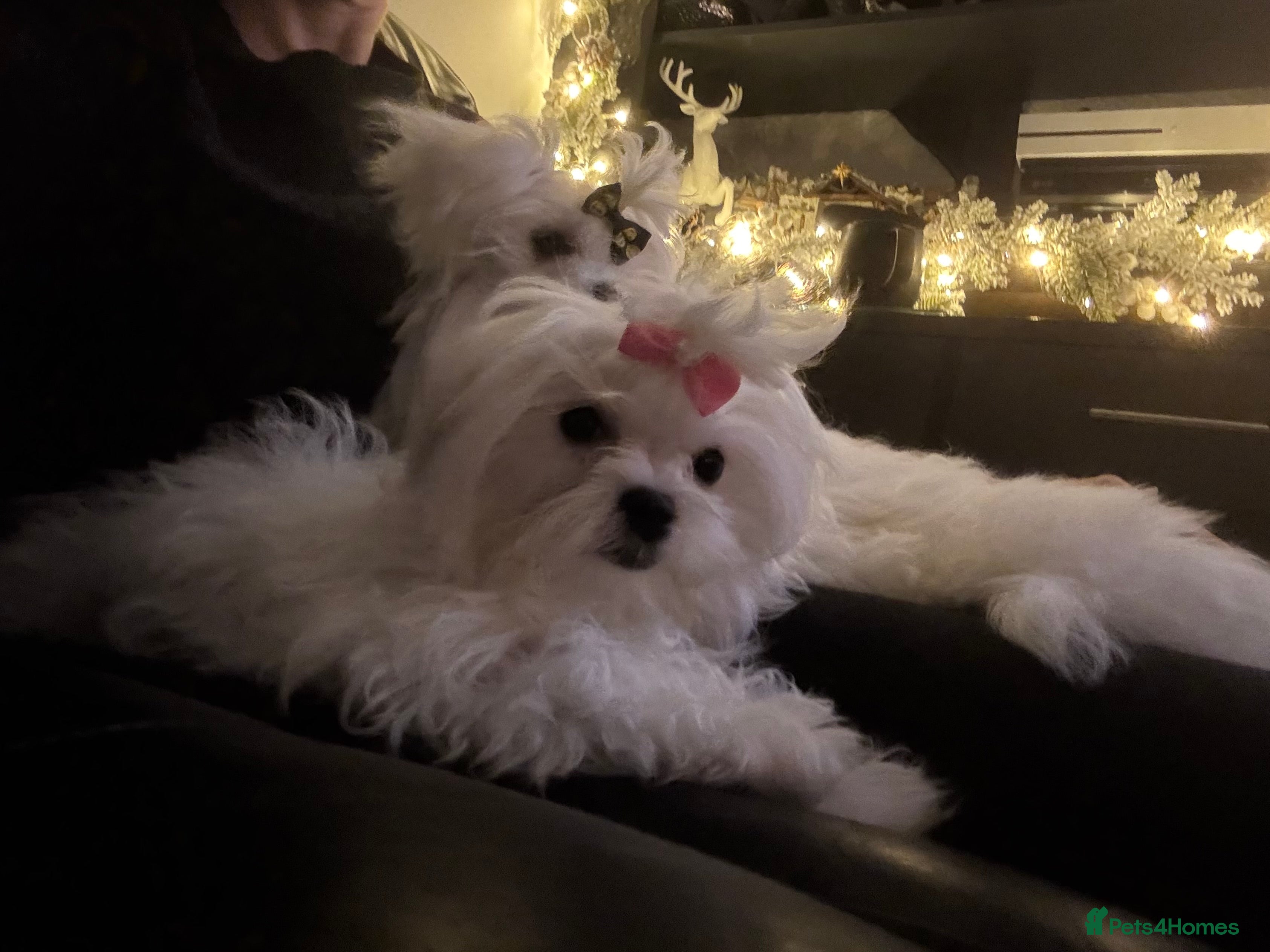 Maltese dogs ✨ Korean Maltese Hypoallergenic pure breed Girls ✨ - Advert 1