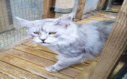 Maine Coon cats for sale: Beautiful NEUTERED boy  - Image 3