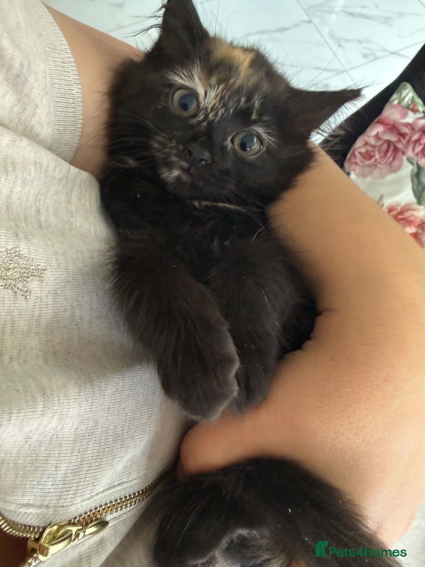 Mixed Breed cats Last one Fluffy long haired male kitten - Advert 2