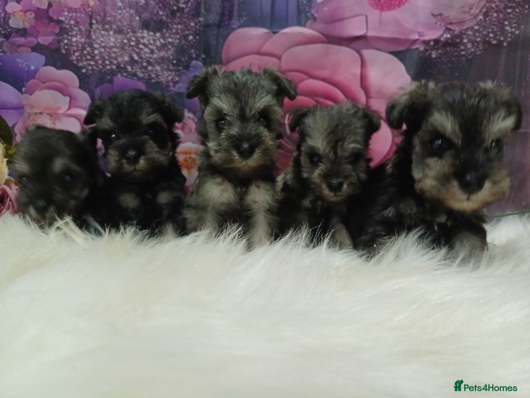 Miniature Schnauzer dogs for sale: Kc true miniature schnauzers  - Image 11