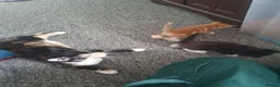 Domestic Shorthair cats for sale: Gorgeous kittens in Fakenham - Advert 9