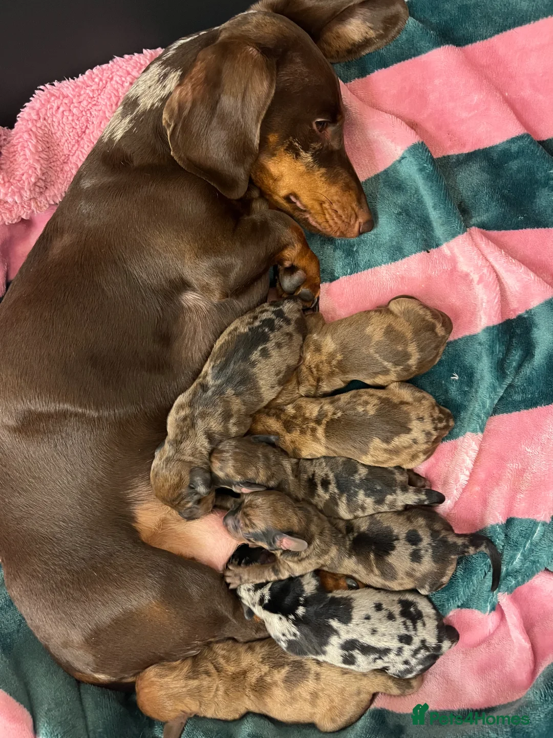 Dachshund dogs for sale: Miniature Dapple Dachshund  - Advert 2