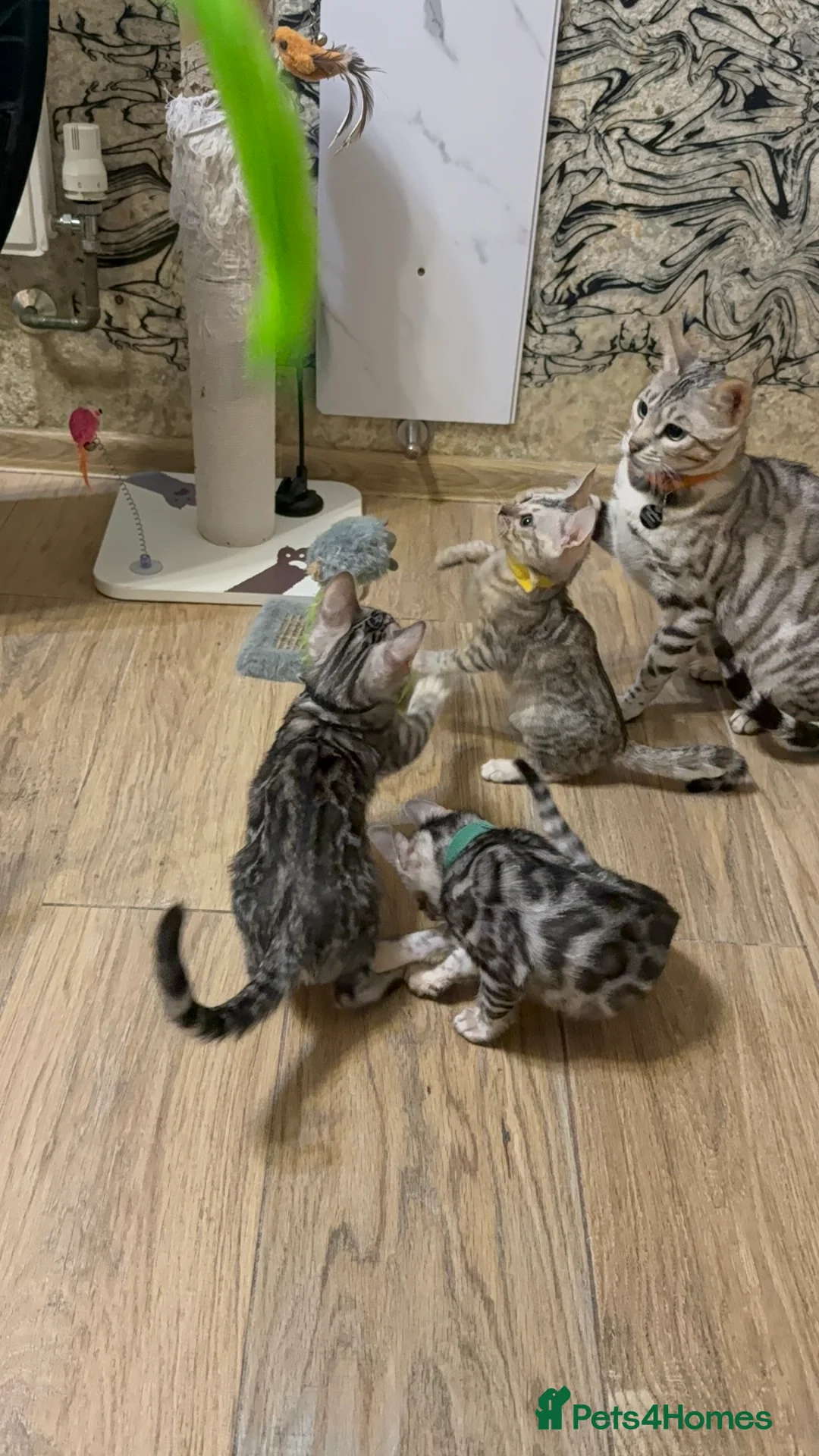 Bengal cats for sale: Pure Bengal kittens for sale just 2 boys left.  - Advert 10
