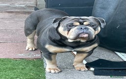 Olde English Bulldogge dogs for stud: Proven fluffy gene carrier health tested  - Image 11