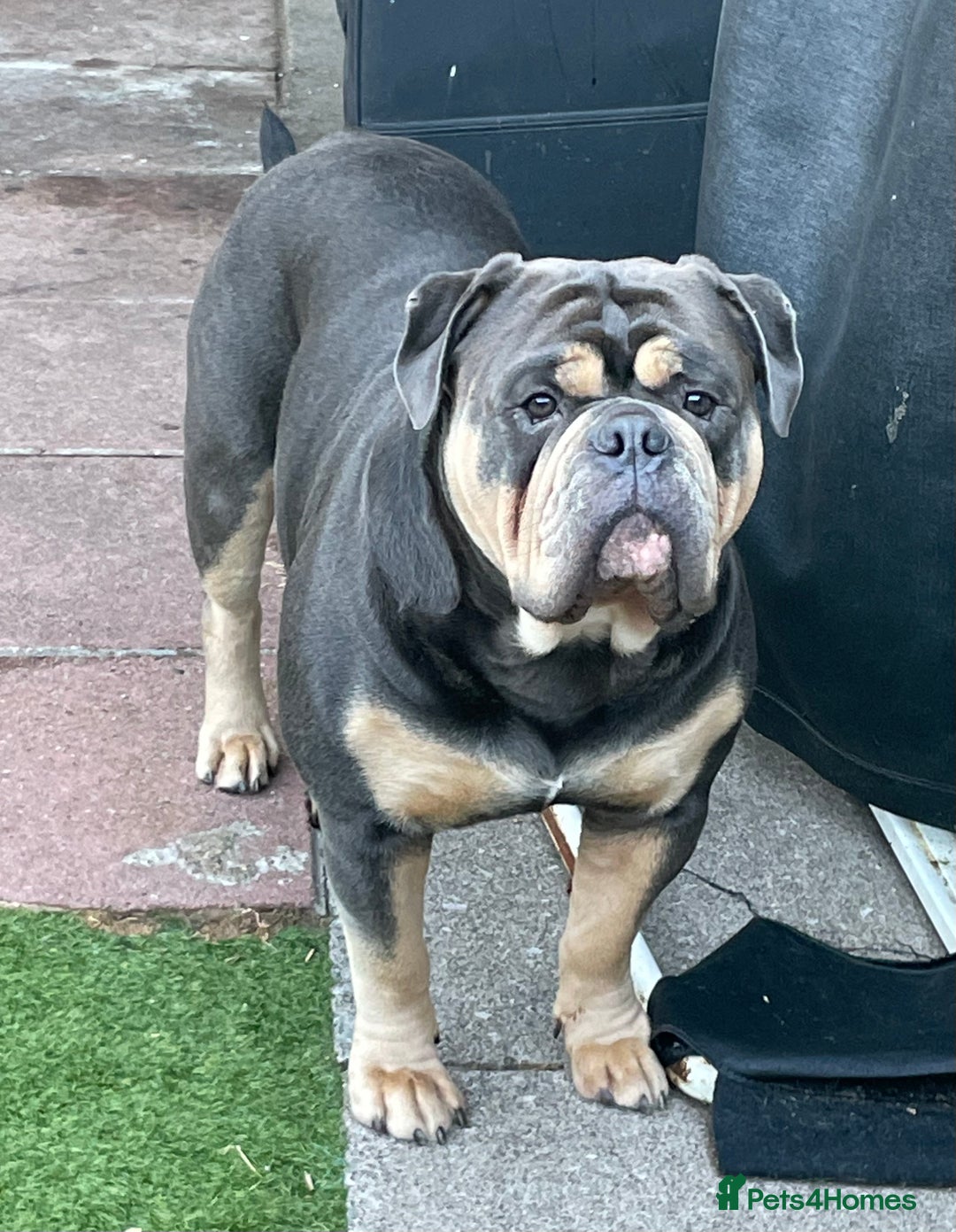 Olde English Bulldogge dogs for stud: Proven fluffy gene carrier health tested  - Image 11