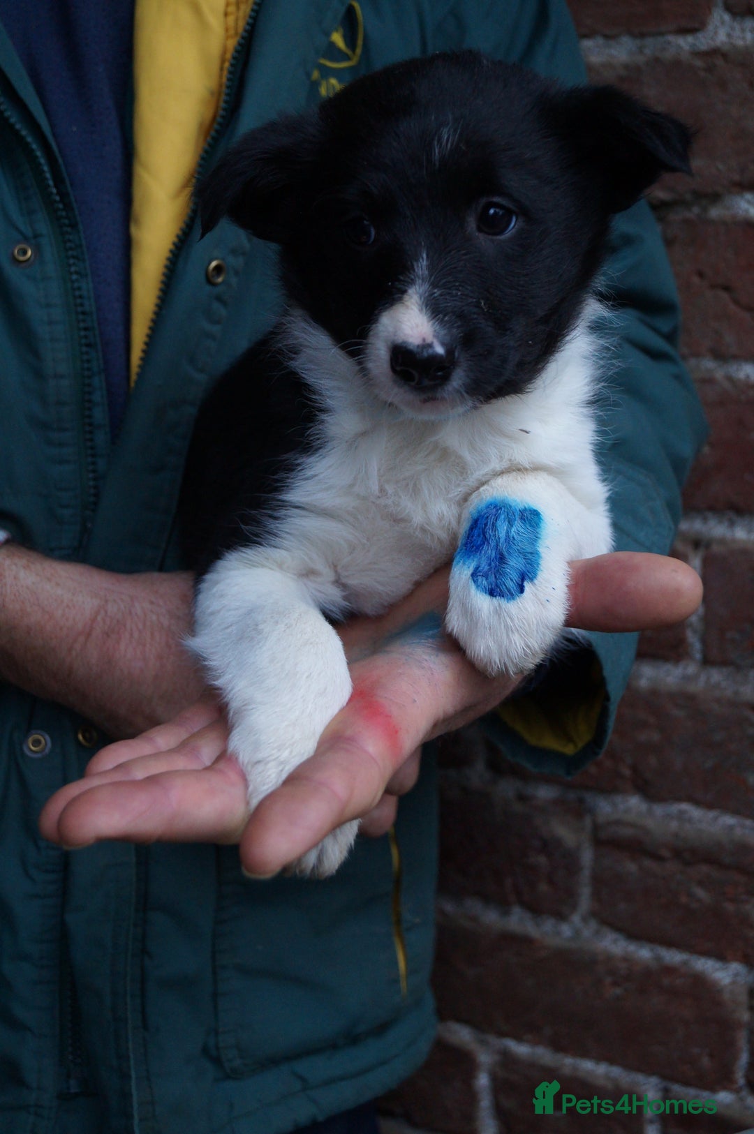 Border Collie dogs for sale: Lovely border collie pup's for sale - Advert 5