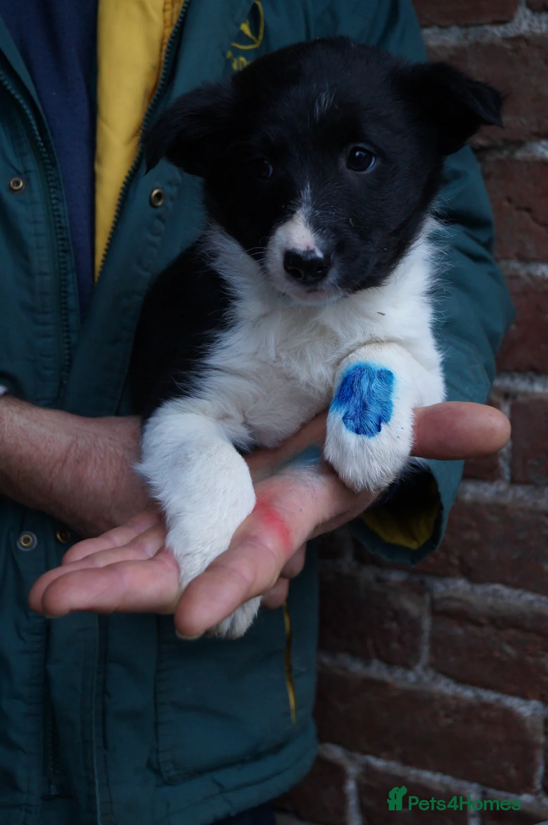 Border Collie dogs for sale: Lovely border collie pup's for sale - Advert 5