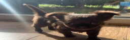 Chihuahua dogs for sale:  TINY CHOCOLATE LONGCOAT BOY - Advert 3