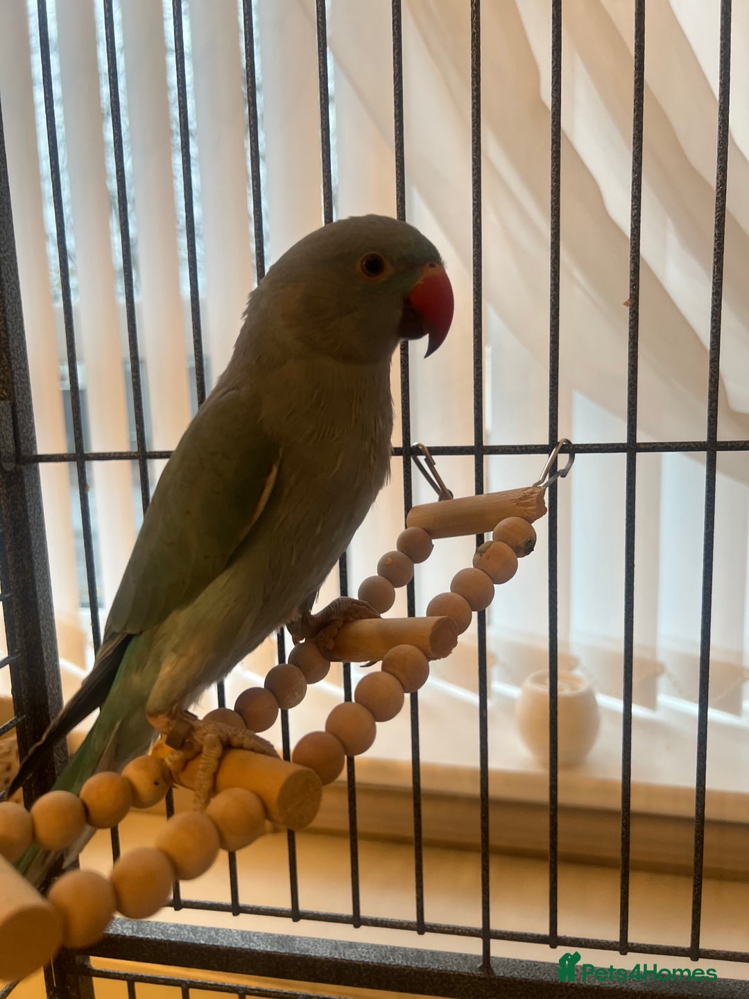 Ringnecks birds for sale: Blue Tame Indian ringneck  - Advert 2