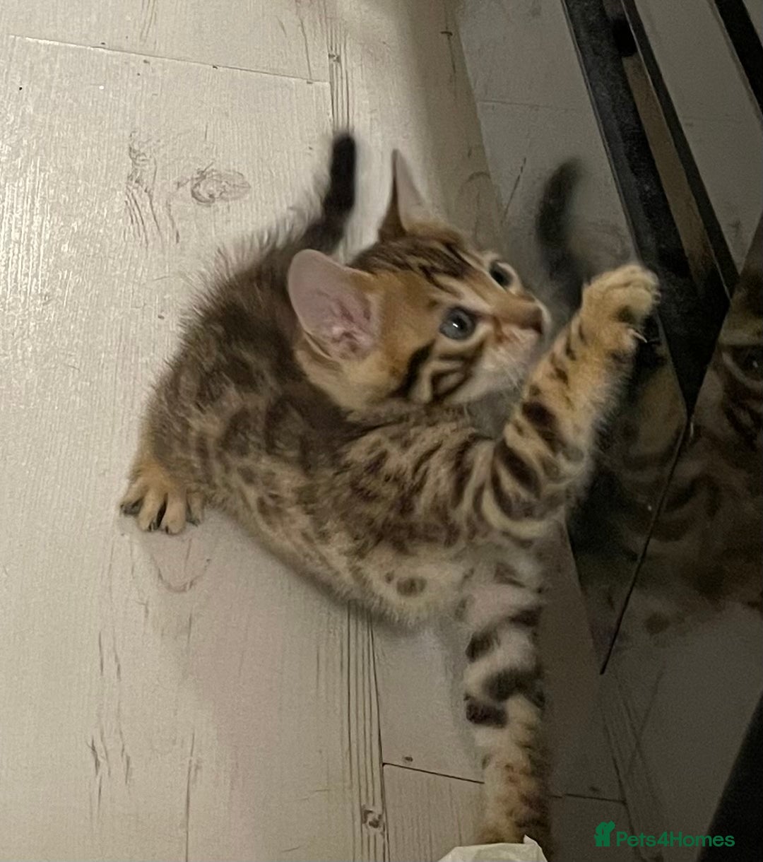 Bengal cats for sale: Bengal kittens - Advert 3