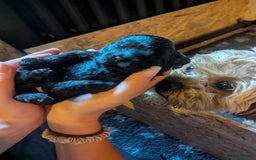 Shihpoo dogs for sale: F2 shihpoo puppies. - Image 7