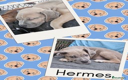 Mixed Breed dogs for sale: Staffy X Cane Corso Puppies - Image 1