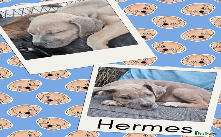 Mixed Breed dogs - Advert 13