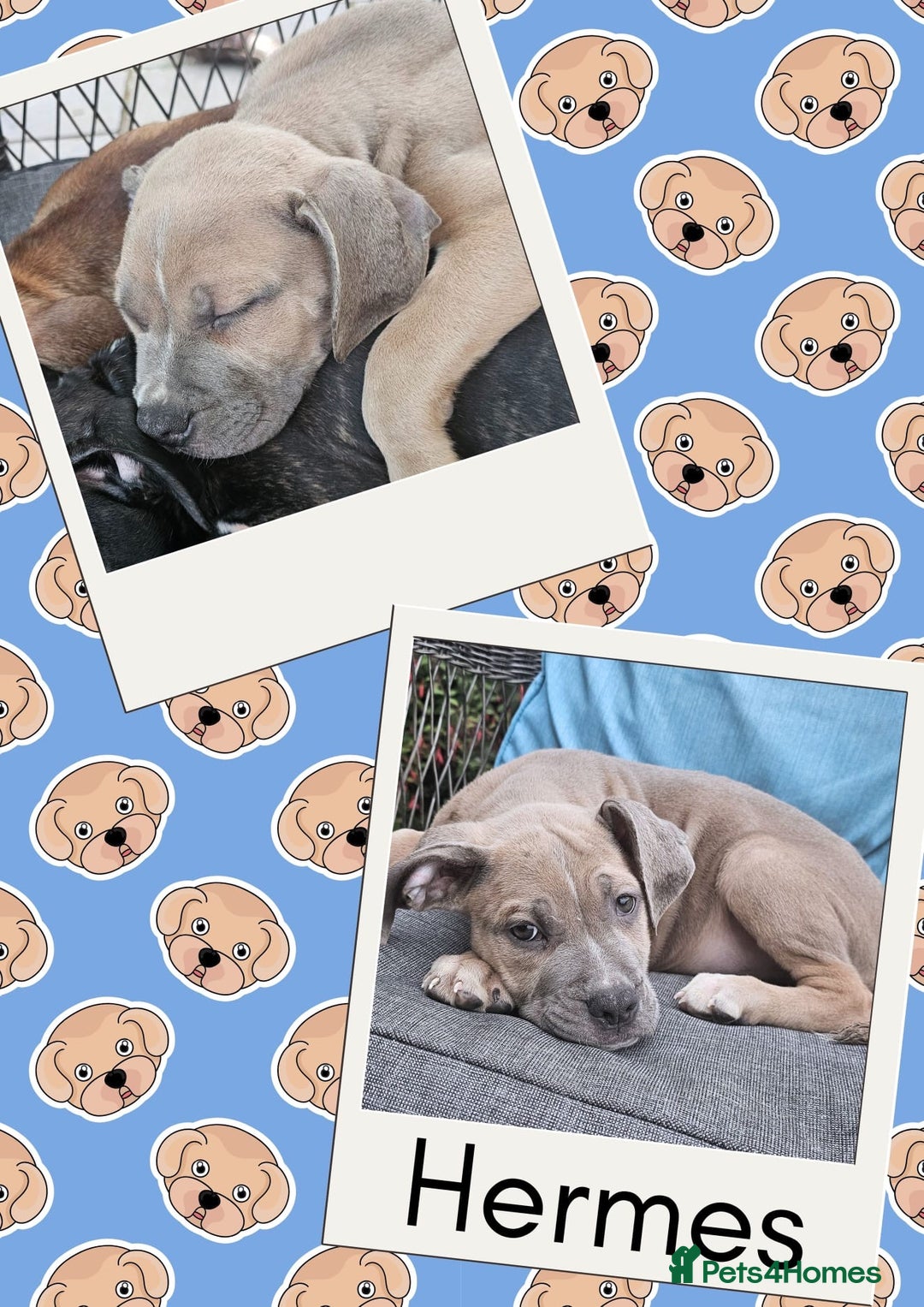 Mixed Breed dogs for sale: Staffy X Cane Corso Puppies - Image 1