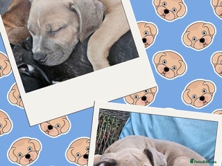 Mixed Breed dogs Staffy X Cane Corso Puppies - Advert 1