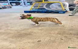 English Bull Terrier dogs for sale: English bull terrier male puppy  - Advert 1