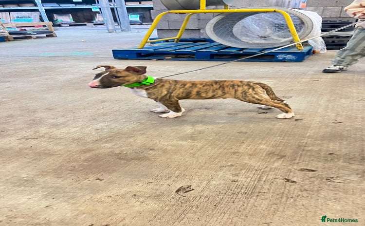 English Bull Terrier dogs English bull terrier male puppy  - Advert 5