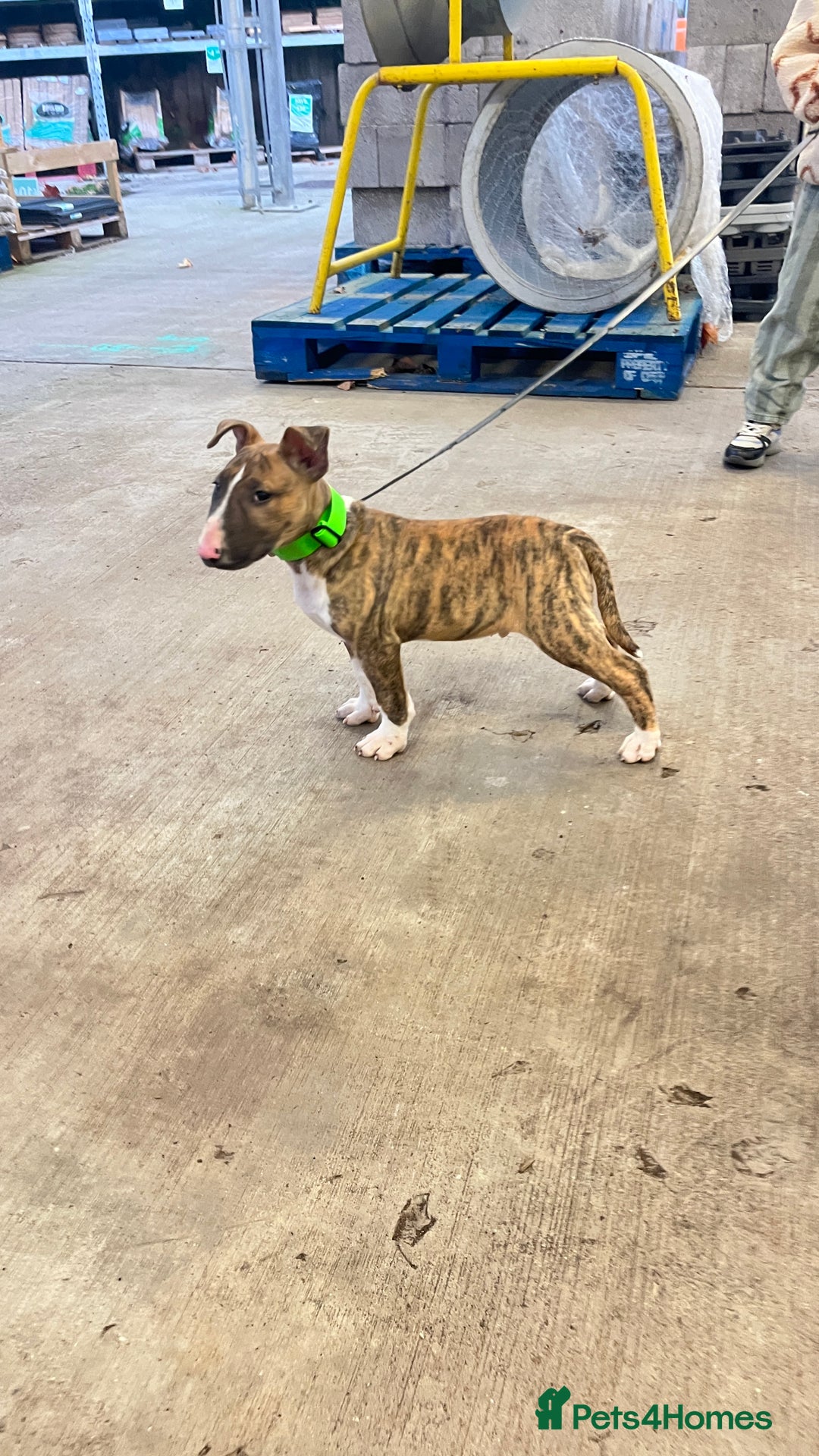 English Bull Terrier dogs for sale: English bull terrier male puppy  - Advert 1