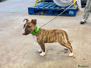 English Bull Terrier dogs English bull terrier male puppy - Advert 1