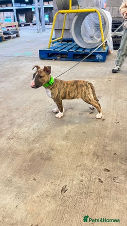 English Bull Terrier dogs English bull terrier male puppy - Advert 1