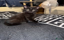 Ragdoll cats for sale: Beautiful ragdoll x domestic shorthair kittens - Image 3